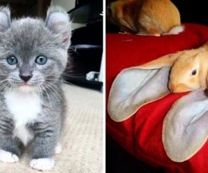 15 необычных, но очень крутых животных, которым природа подарила уникальную внешность