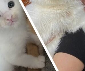 Девушка купила себе маленького кота, но спустя год он стал абсолютно другим